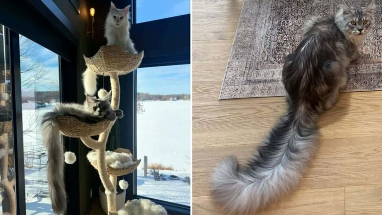 Кот боксер видео
